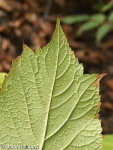 Rodgersia podophylla – rodgersie noholistá