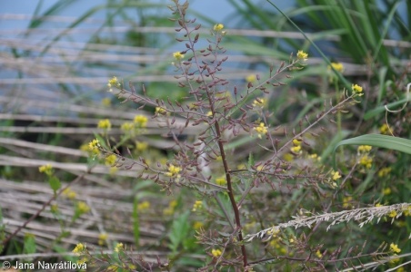 Rorippa palustris