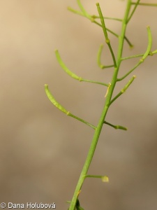 Rorippa sylvestris – rukev obecná