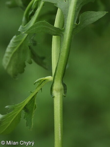Rorippa ×armoracioides – rukev křenovitá