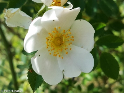 Rosa rubiginosa aggr.