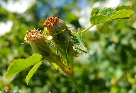 Rosa rubiginosa aggr.