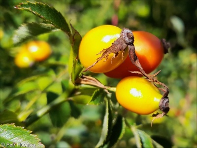 Rosa rubiginosa aggr.