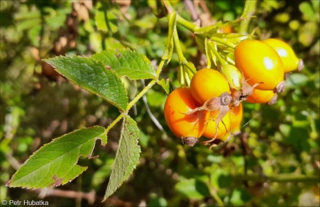 Rosa rubiginosa aggr.