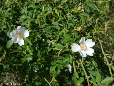 Rosa rubiginosa agg. – okruh růže vinné