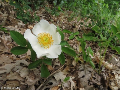 Rosa arvensis – růže rolní, růže plazivá