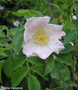 Rosa canina – růže šípková