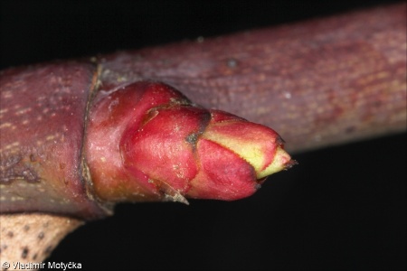 Rosa canina &ndash; růže šípková