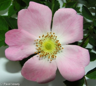 Rosa canina – růže šípková