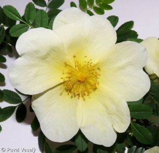 Rosa hugonis – růže Hugova