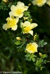 Rosa hugonis &ndash; růže Hugova