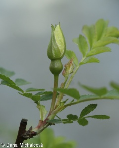 Rosa hugonis – růže Hugova