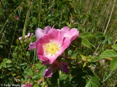 Rosa rubiginosa agg. – okruh růže vinné