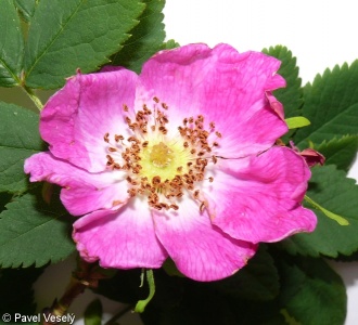 Rosa pendulina – růže převislá