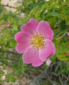 Rosa rubiginosa agg. – okruh růže vinné