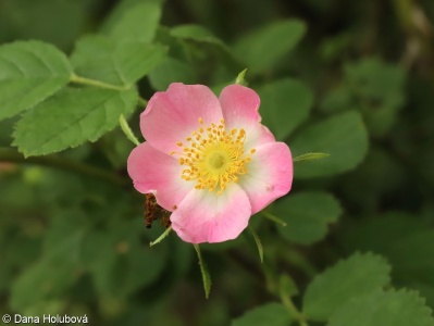Rosa rubiginosa – růže vinná