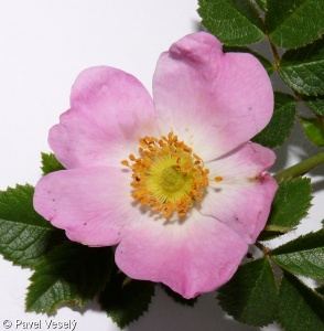 Rosa rubiginosa – růže vinná