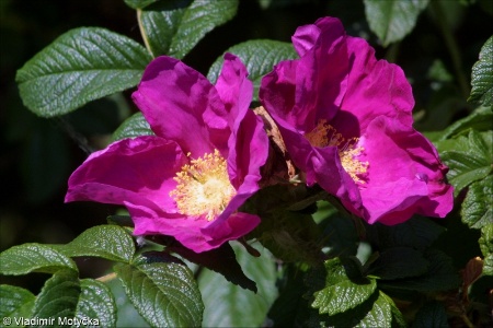Rosa rugosa &ndash; růže svraskalá