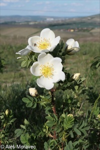 Rosa spinosissima – růže bedrníkolistá