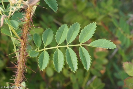 Rosa spinosissima – růže bedrníkolistá