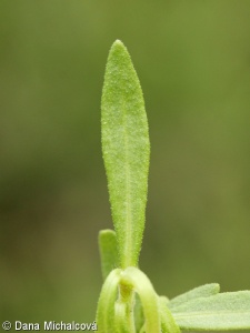 Rosmarinus officinalis – rozmarýn lékařský