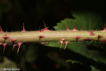 Rubus acanthodes – ostružiník šídloostný