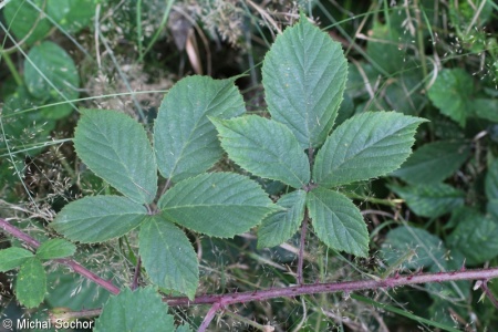 Rubus acanthodes – ostružiník šídloostný