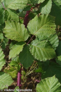 Rubus albocarpaticus – ostružiník bělokarpatský