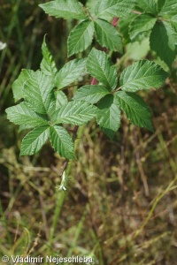 Rubus albocarpaticus – ostružiník bělokarpatský