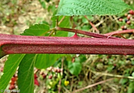 Rubus allegheniensis – ostružiník alleghenský