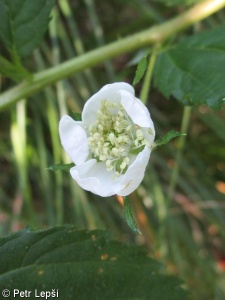 Rubus allegheniensis – ostružiník alleghenský