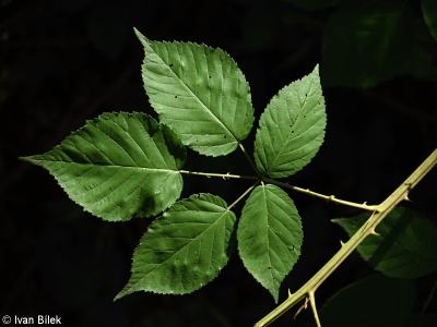 Rubus fruticosus agg. – okruh ostružiníku křovitého
