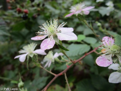 Rubus ambrosius – ostružiník vznešený