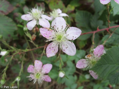 Rubus ambrosius – ostružiník vznešený