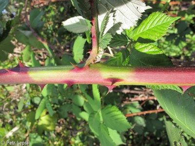 Rubus armeniacus – ostružiník sladkoplodý