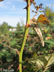 Rubus armeniacus – ostružiník sladkoplodý