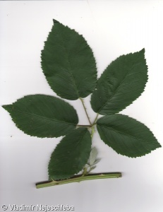 Rubus austroslovacus – ostružiník jihoslovenský