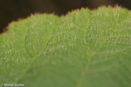 Rubus barberi – ostružiník svraskalý