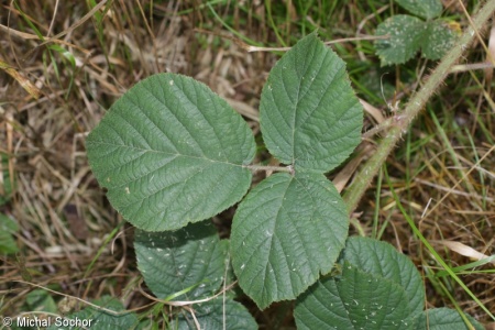 Rubus ser. Glandulosi – ostružiník série Glandulosi