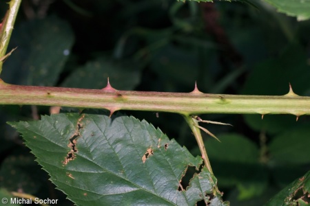 Rubus barrandienicus – ostružiník barrandienský