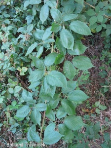 Rubus barrandienicus – ostružiník barrandienský