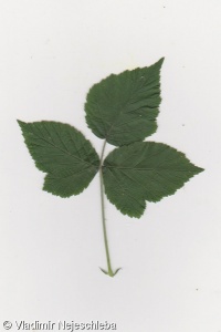 Rubus sect. Rubus – ostružiník sekce Rubus