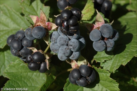 Rubus caesius &ndash; ostružiník ježiník, ostružiník sivý