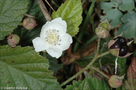 Rubus caesius &ndash; ostružiník ježiník, ostružiník sivý