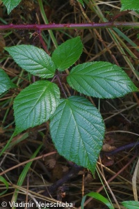 Rubus capricollensis