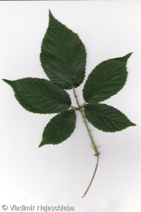 Rubus capricollensis