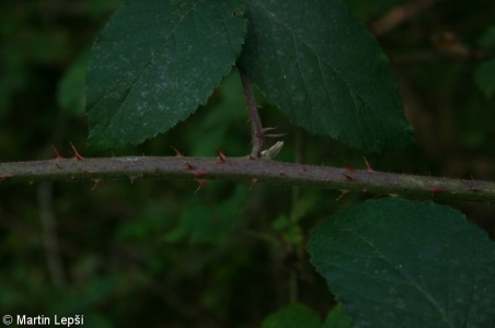 Rubus chaerophylloides – ostružiník nepravý