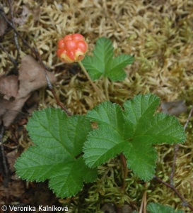 Rubus chamaemorus – ostružiník moruška