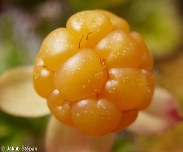 Rubus chamaemorus – ostružiník moruška