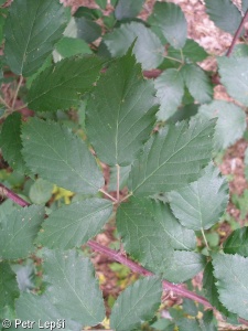 Rubus elatior – ostružiník chloupkatý